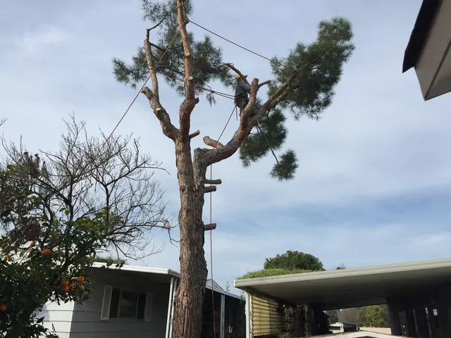Cordova's Tree Service — photo from the business 11
