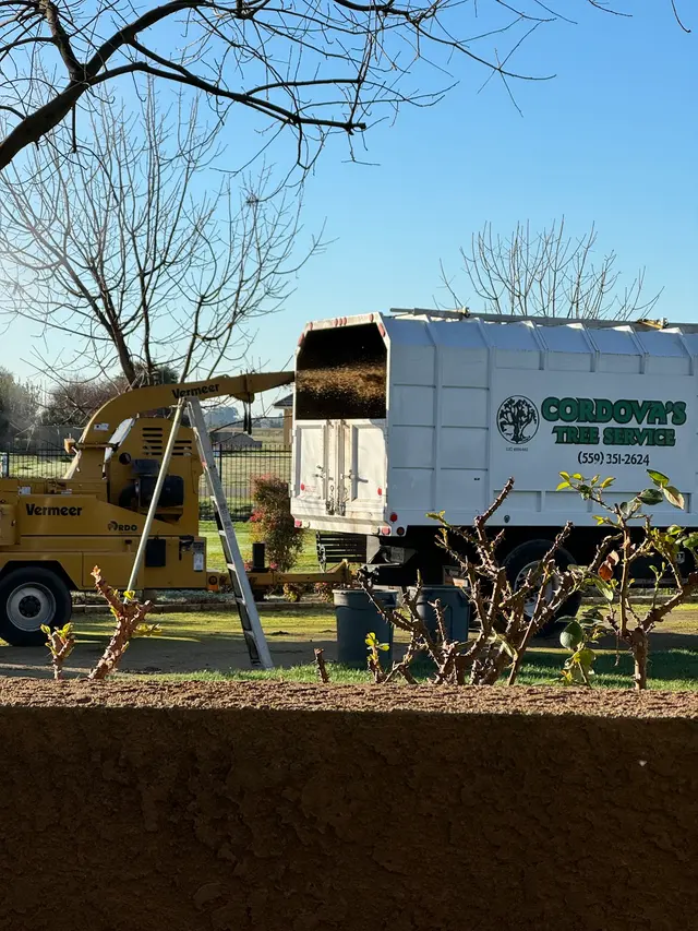 Cordova's Tree Service — customer photo 12