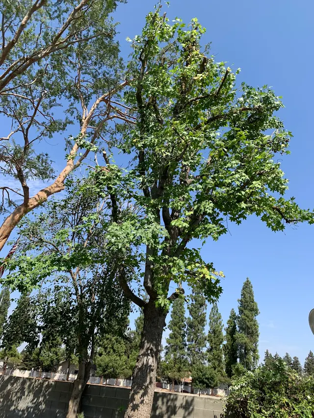 Cordova's Tree Service — customer photo 4