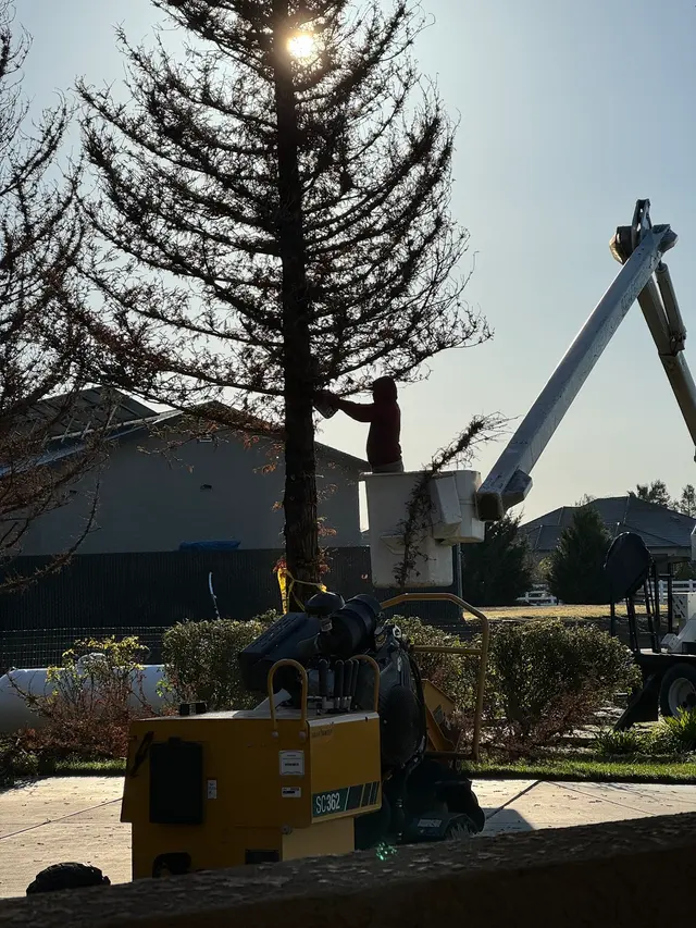 Cordova's Tree Service — customer photo 3
