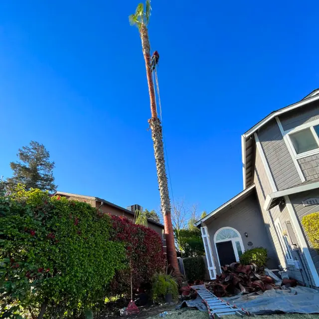 Mendez Brothers Tree Service — photo from the business 6
