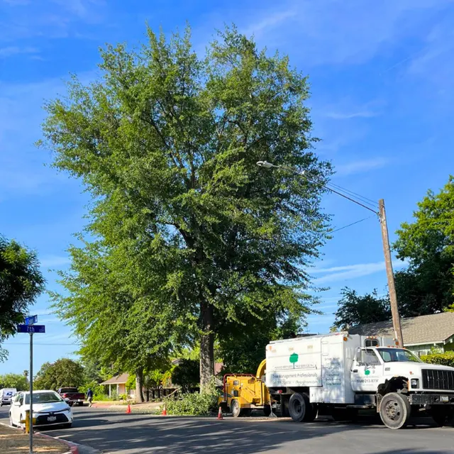 Mendez Brothers Tree Service — photo from the business 3
