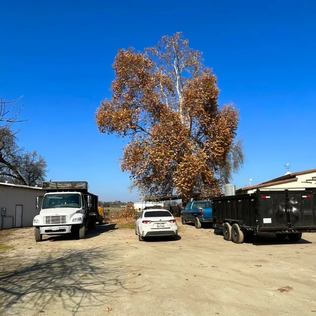 Mendez Brothers Tree Service — photo from the business 9