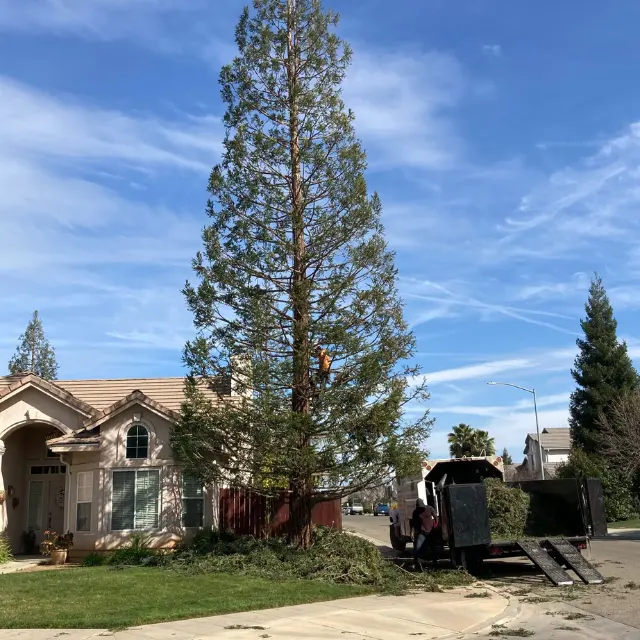 Mendez Brothers Tree Service — photo from the business 5
