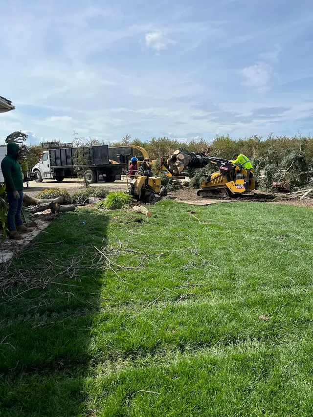 Mendez Brothers Tree Service — photo from the business 1