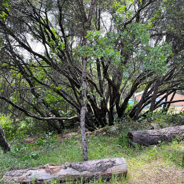 Mendez Brothers Tree Service — photo from the business 10
