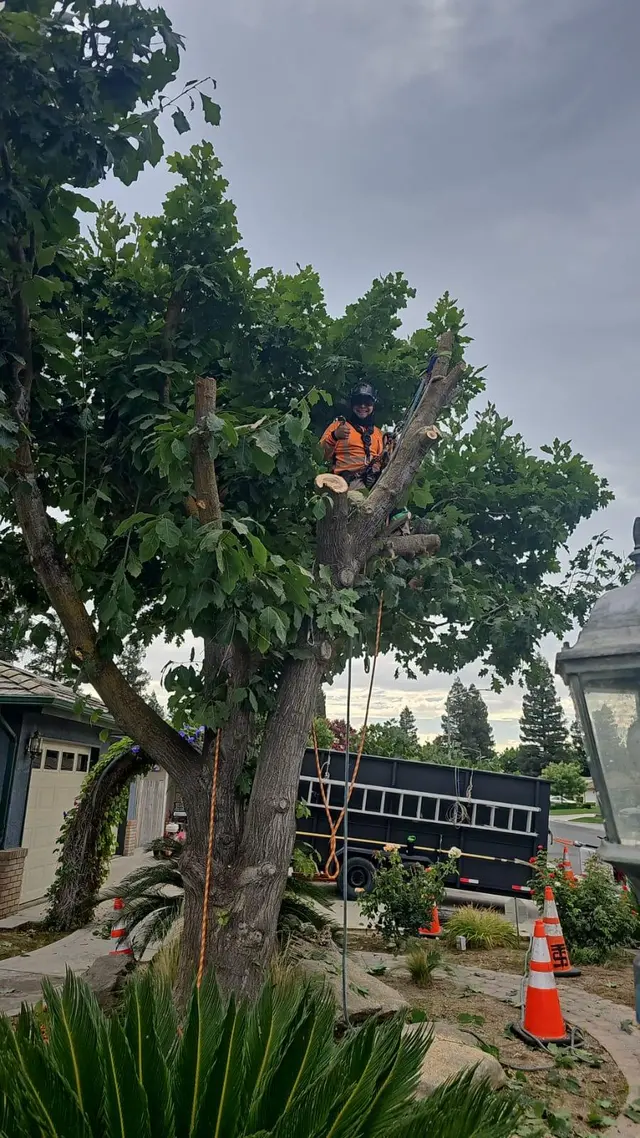 Trinity Tree Service — photo from the business 5
