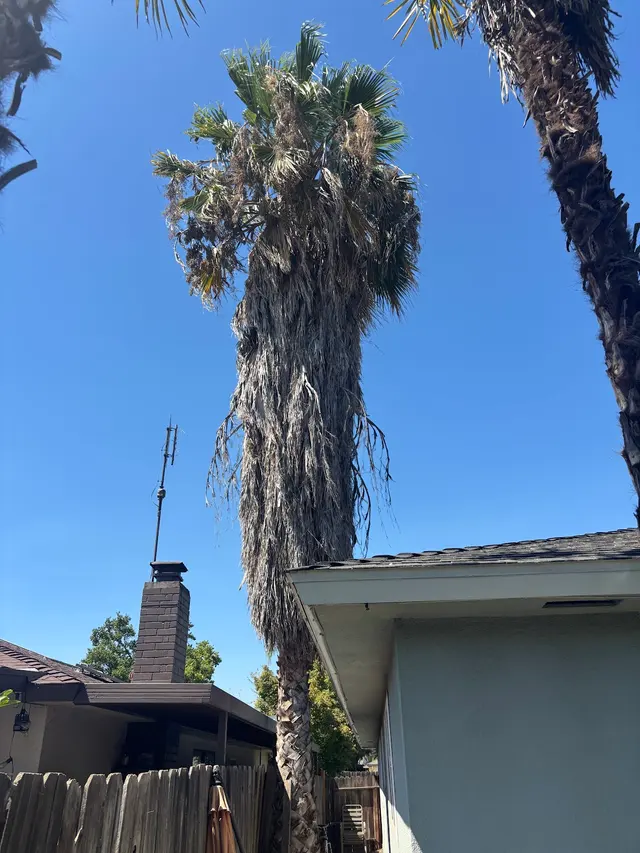 Trinity Tree Service — customer photo 3