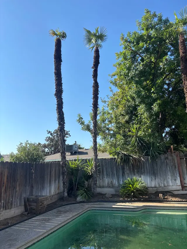 Trinity Tree Service — customer photo 12