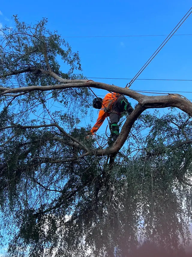 Trinity Tree Service — photo from the business 10