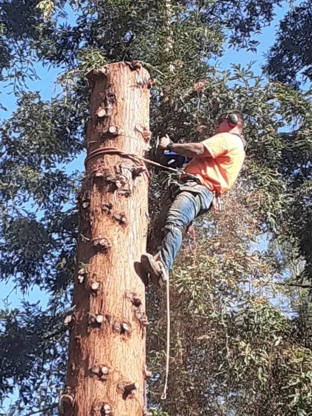 Trinity Tree Service — photo from the business 11