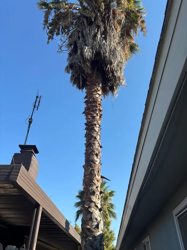 Customer photo of work by Trinity Tree Service, from Cynthia Guzman's review