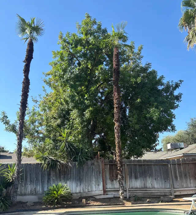 Customer photo of work by Trinity Tree Service, from Cynthia Guzman's review
