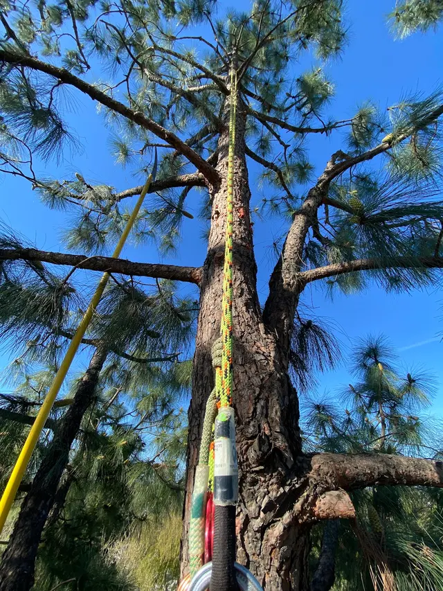 Trinity Tree Service — photo from the business 1