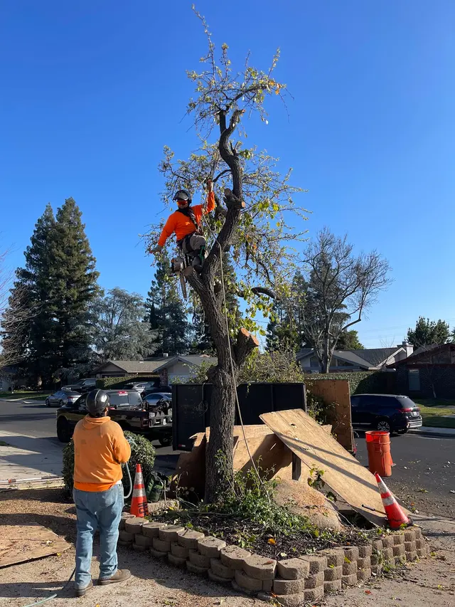 Trinity Tree Service — customer photo 4
