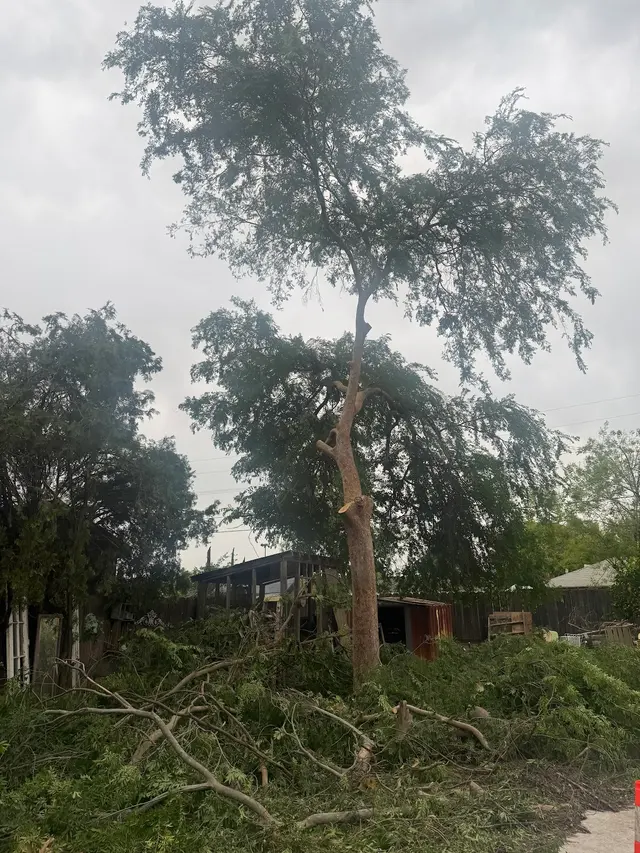 Customer photo of work by Trinity Tree Service, from Roo's review