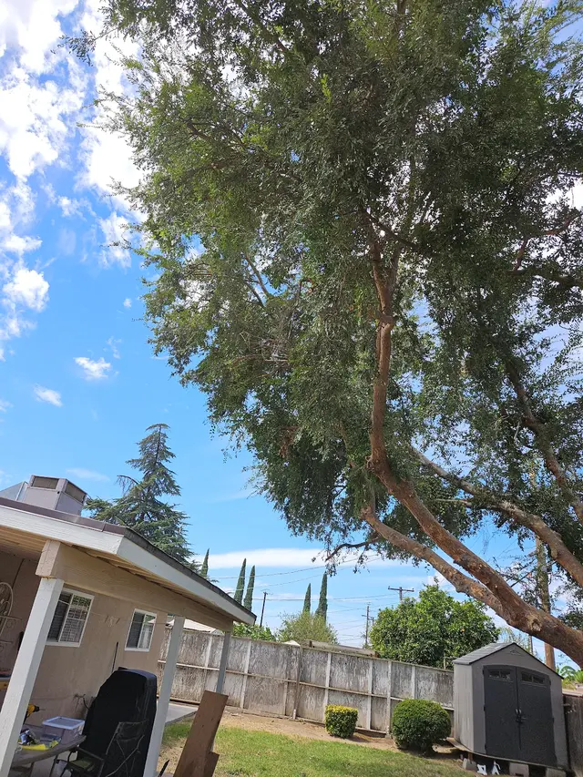 Trinity Tree Service — customer photo 2