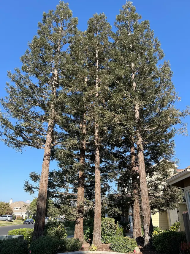 Cut Rite Tree Service Fresno — customer photo 4