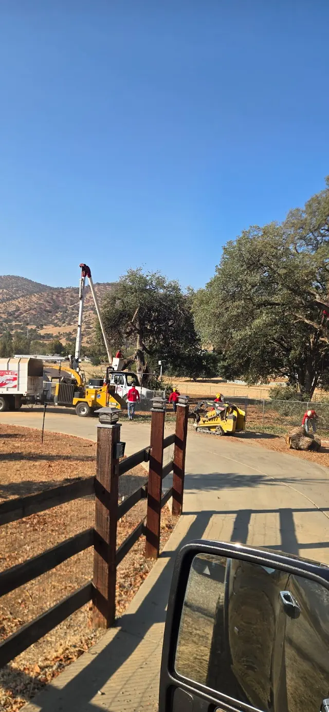 Customer photo of work by Cut Rite Tree Service Fresno, from Layla Navarro's review