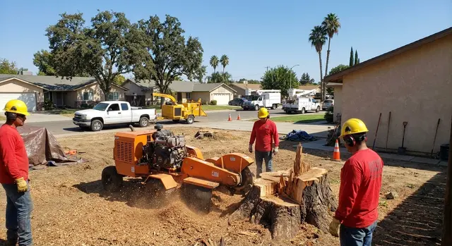 Cut Rite Tree Service Fresno — photo from the business 5