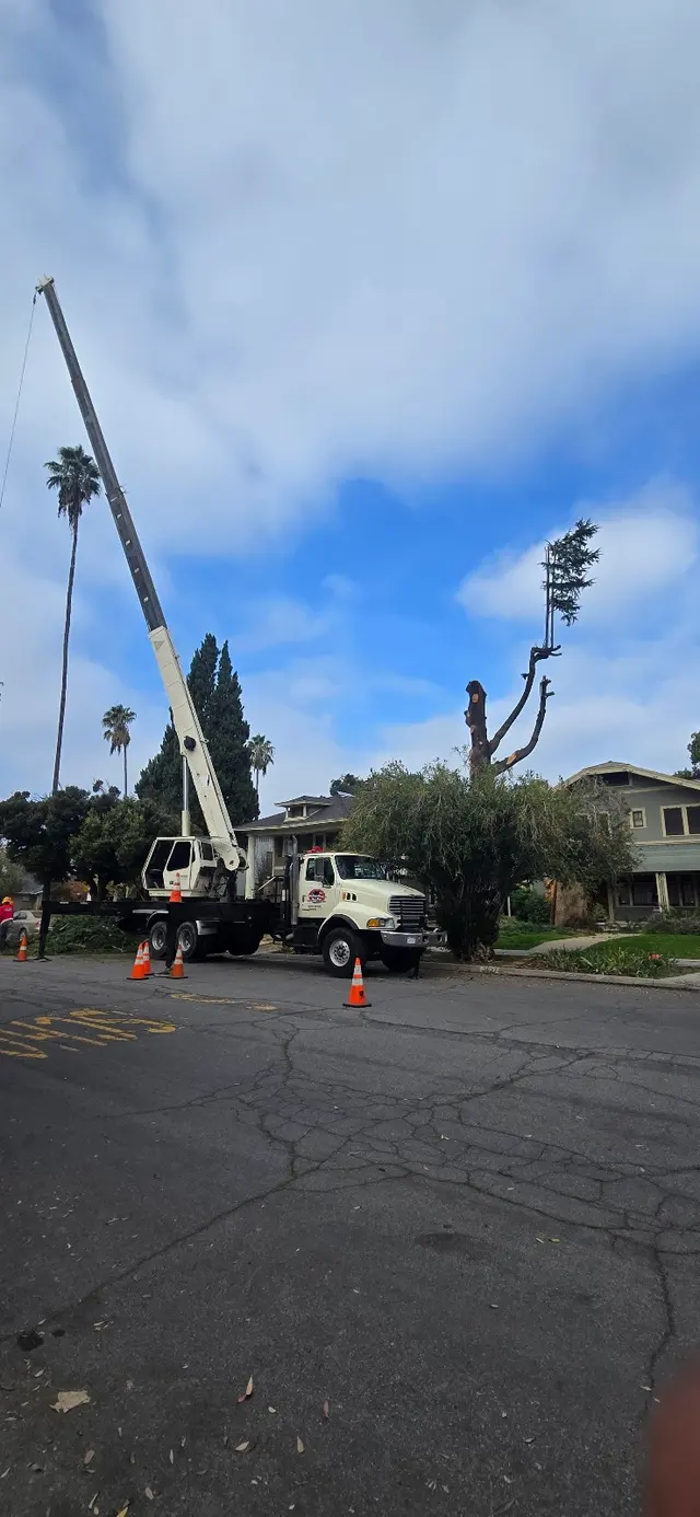 Cut Rite Tree Service Fresno — photo from the business 7