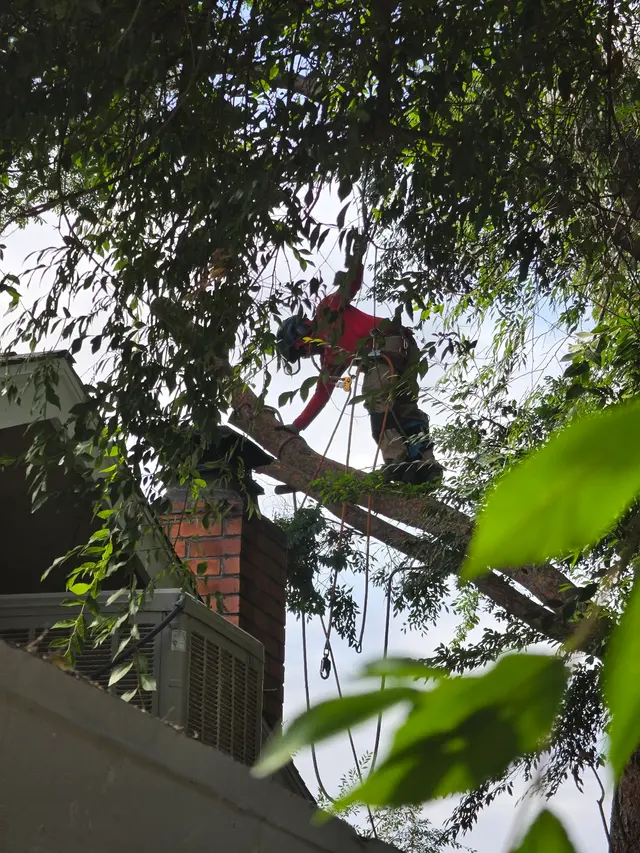 Cut Rite Tree Service Fresno — customer photo 10