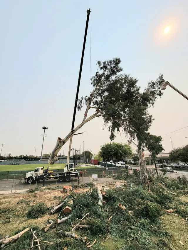 Cut Rite Tree Service Fresno — photo from the business 9