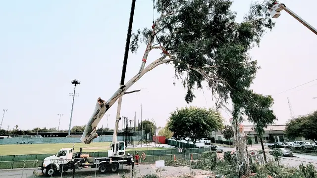 Cut Rite Tree Service Fresno — photo from the business 1