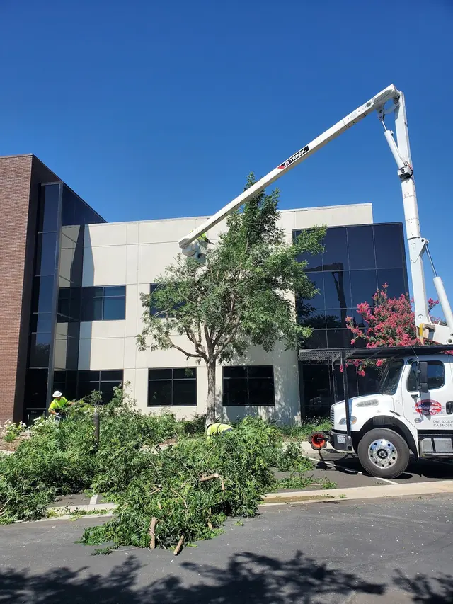 Cut Rite Tree Service Fresno — photo from the business 3