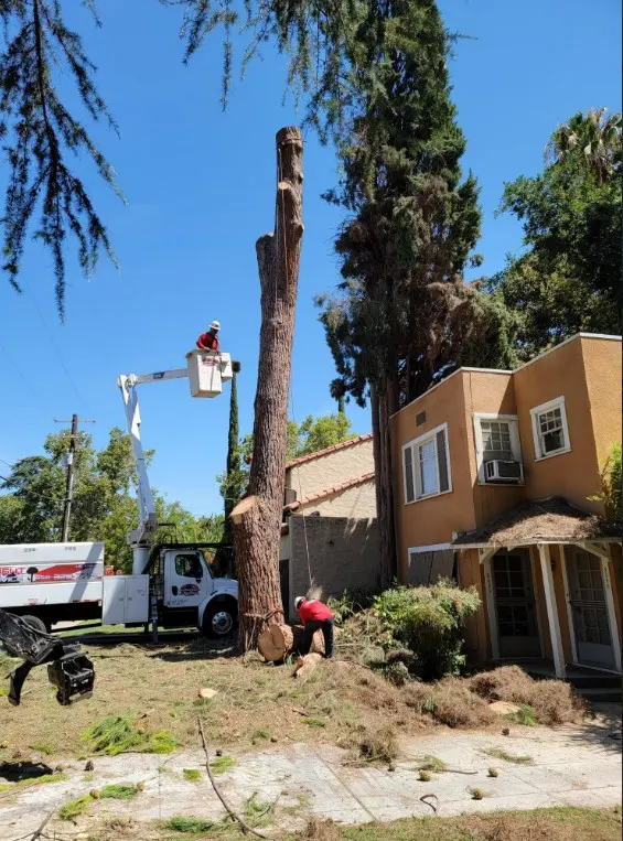 Cut Rite Tree Service Fresno — photo from the business 12