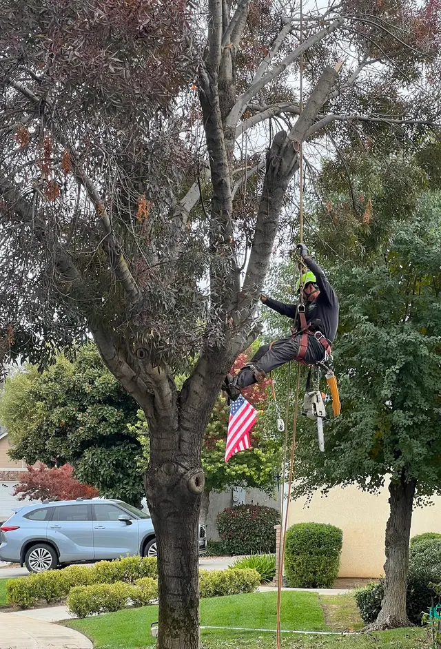Travis Tree Service — customer photo 7
