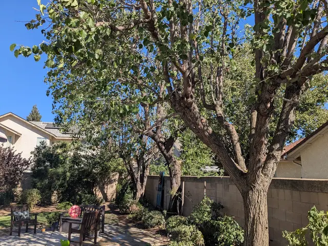 Travis Tree Service — customer photo 5