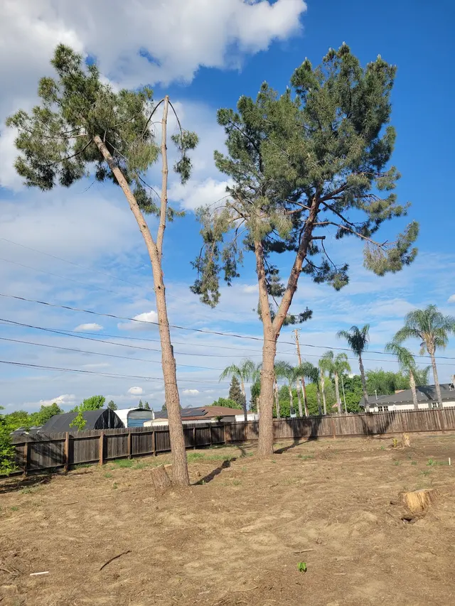 Travis Tree Service — customer photo 6