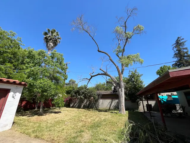 Travis Tree Service — customer photo 9