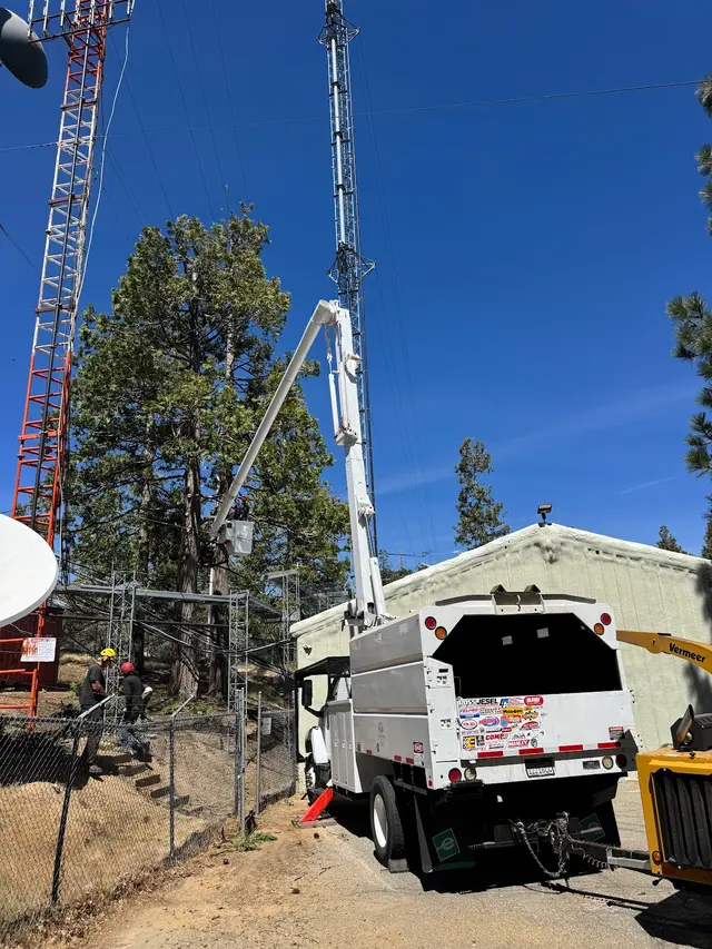 Forrest Wood Tree Service — photo from the business 12