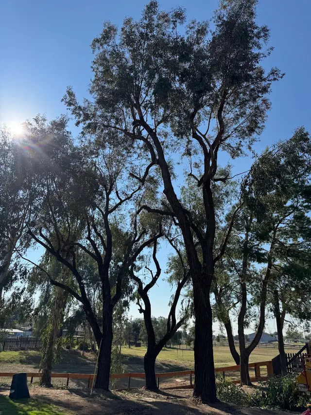 Forrest Wood Tree Service — photo from the business 3