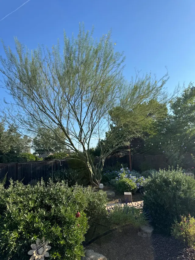 Forrest Wood Tree Service — photo from the business 7