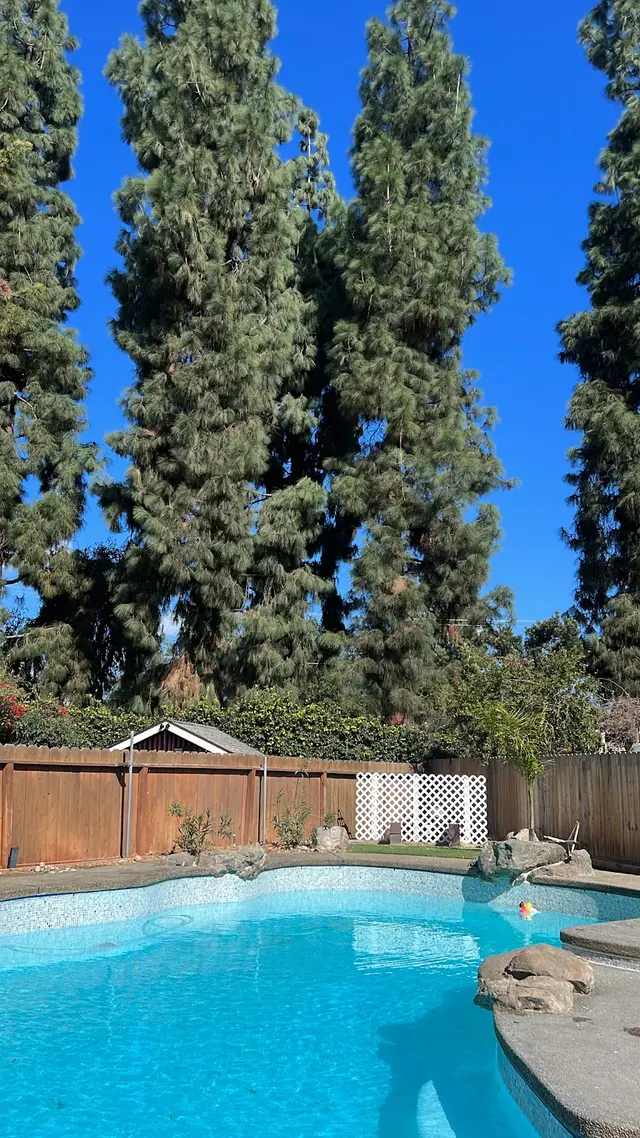 Forrest Wood Tree Service — customer photo 8