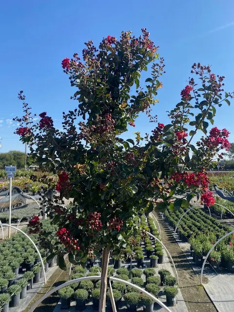 Forrest Wood Tree Service — photo from the business 2