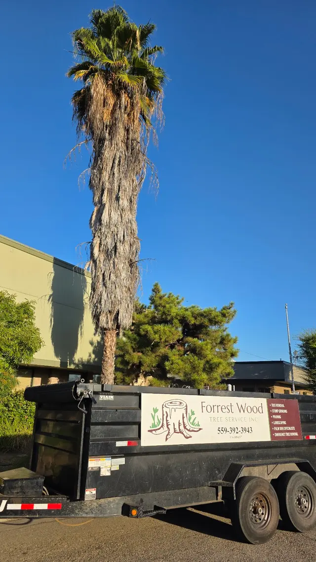 Forrest Wood Tree Service — customer photo 6