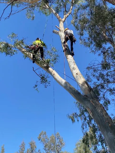 Forrest Wood Tree Service — photo from the business 1