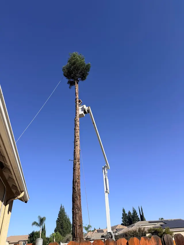 Forrest Wood Tree Service — customer photo 5