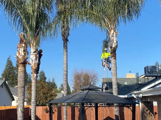 Forrest Wood Tree Service — photo from the business 10