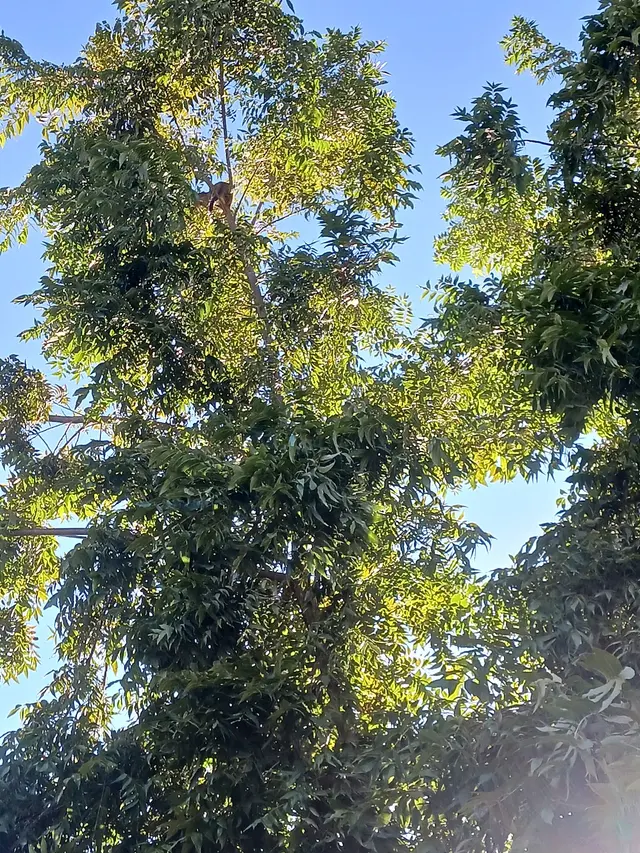 Customer photo of work by Forrest Wood Tree Service, from carin's review