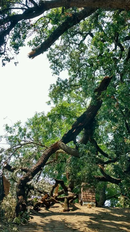 Kurt Eaton Tree Service — photo from the business 5