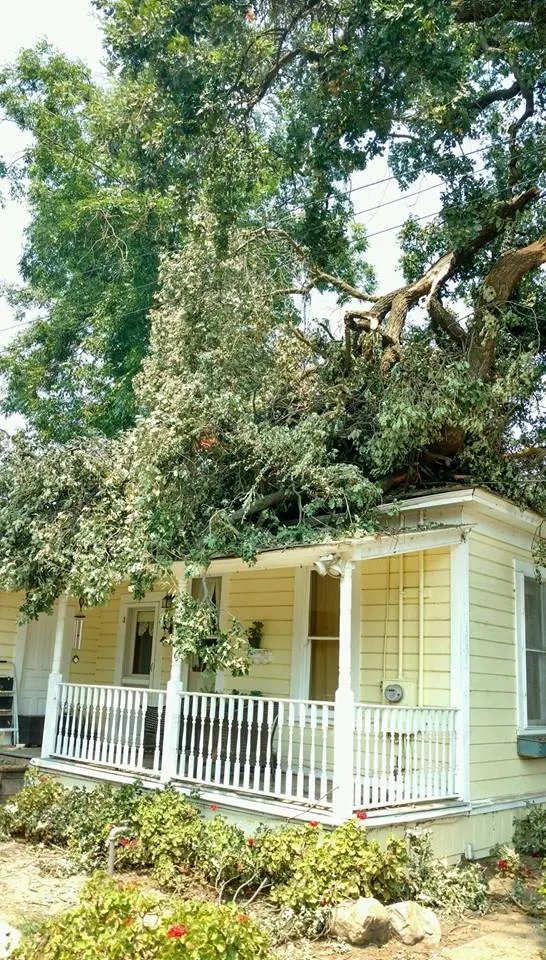 Kurt Eaton Tree Service — photo from the business 4