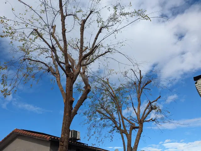 Customer photo of work by Kurt Eaton Tree Service, from Sara Mallery's review