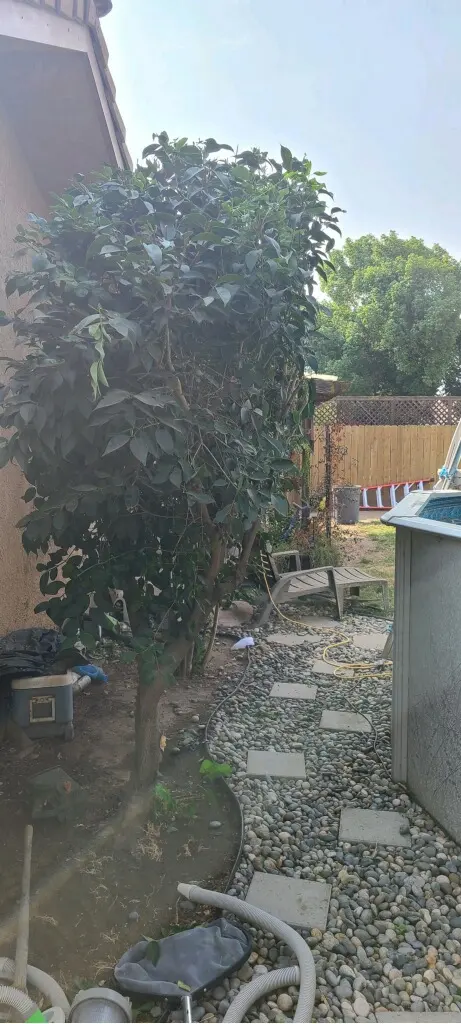 Kurt Eaton Tree Service — customer photo 12