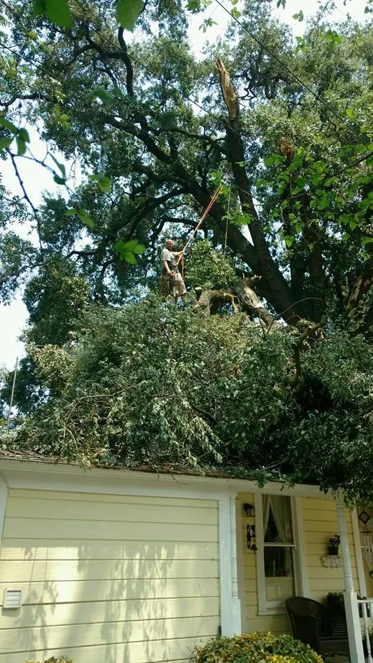Kurt Eaton Tree Service — photo from the business 3