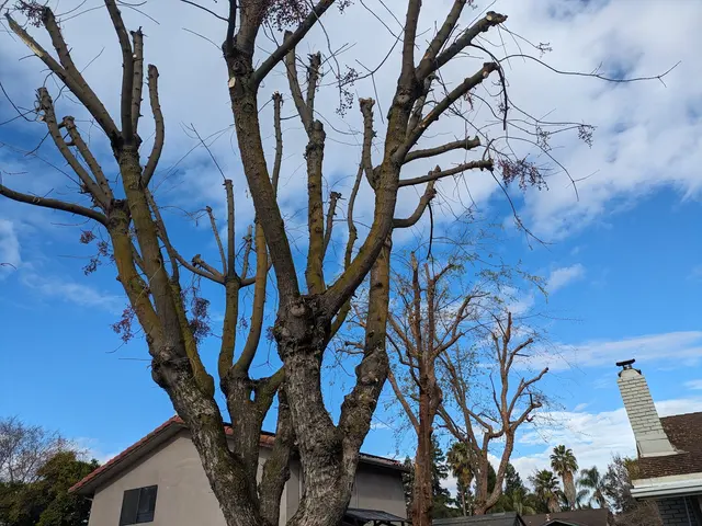 Kurt Eaton Tree Service — customer photo 2
